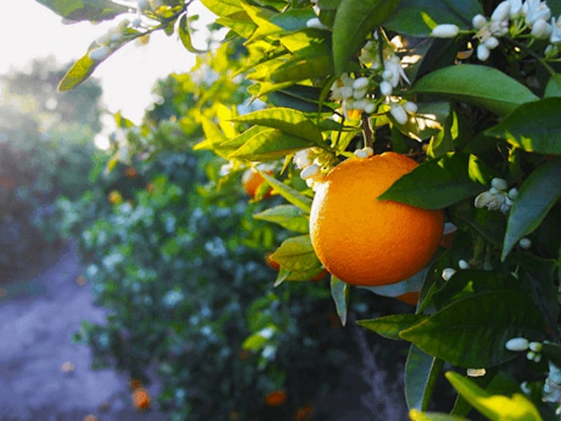 DIVERS ORANGES
