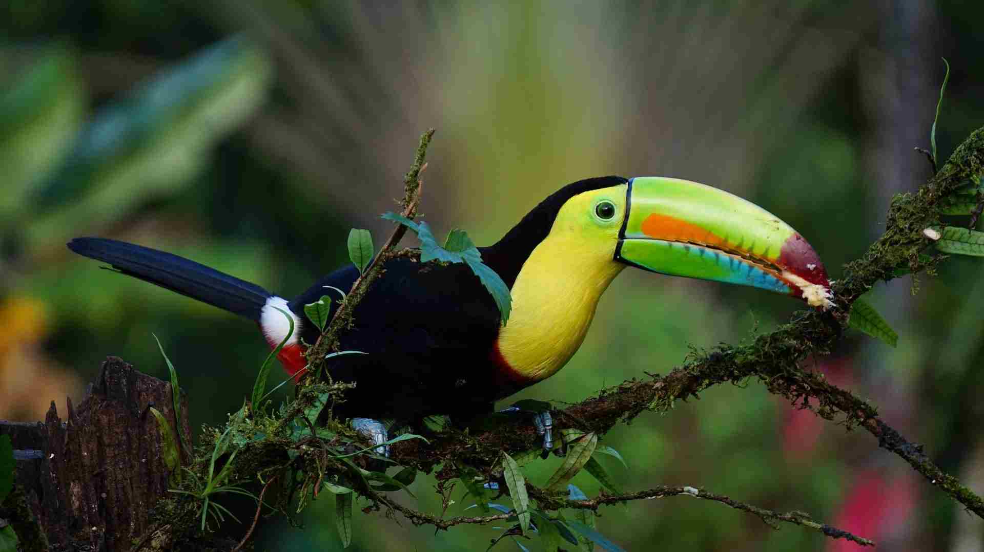 COSTA RICA (17)-compressed