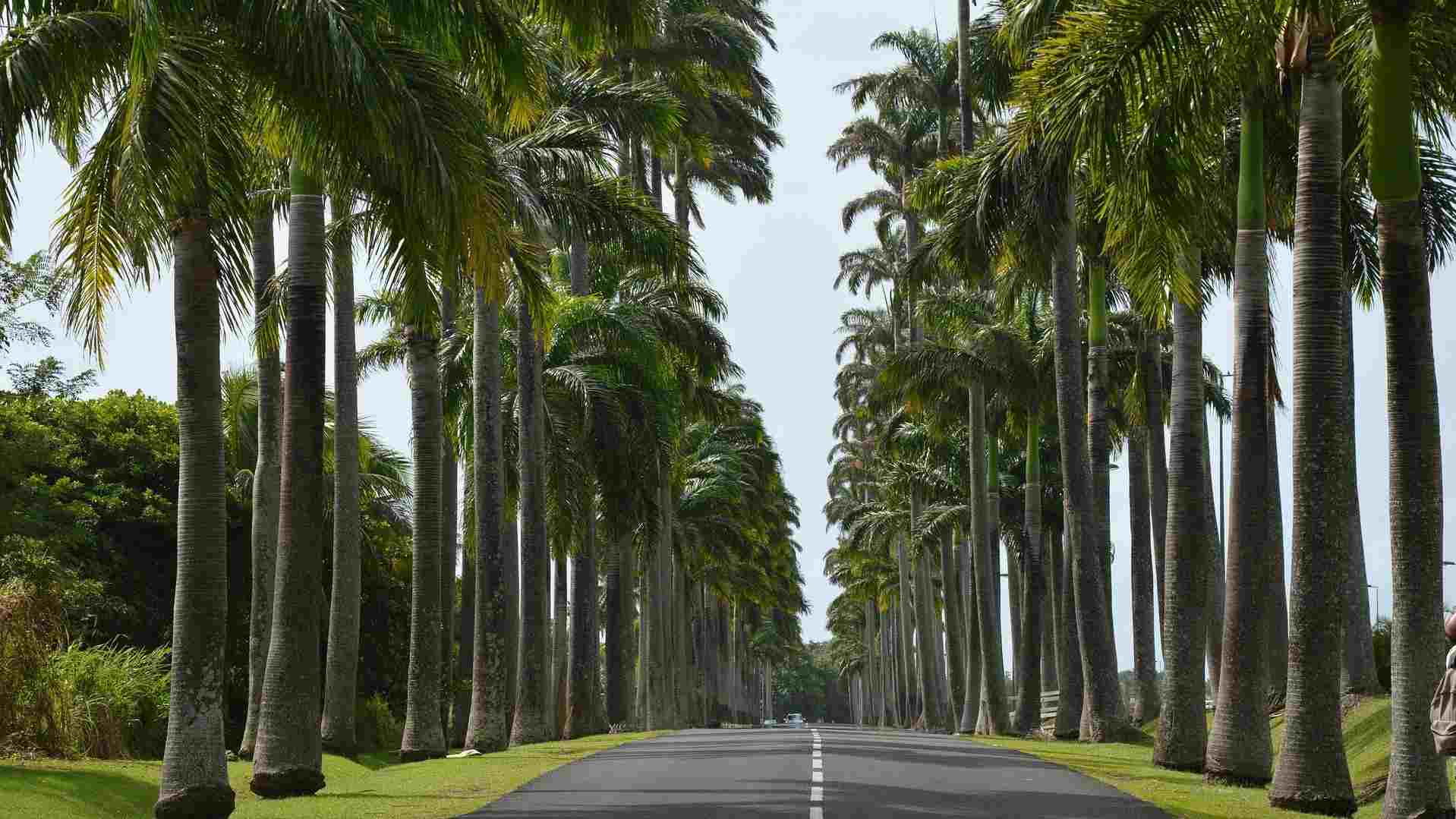 GUADELOUPE (21)-compressed