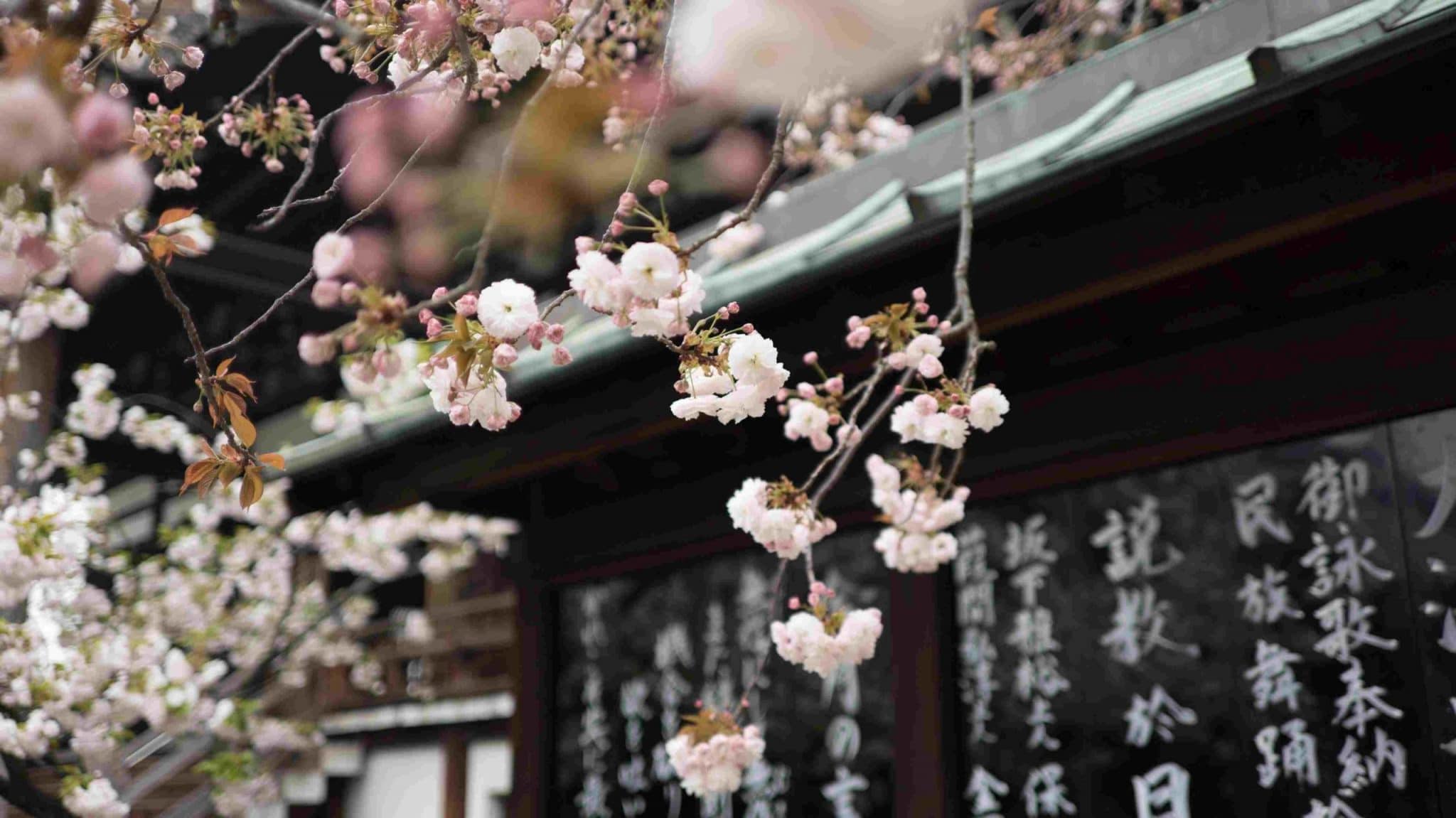 JAPON (36)-compressed