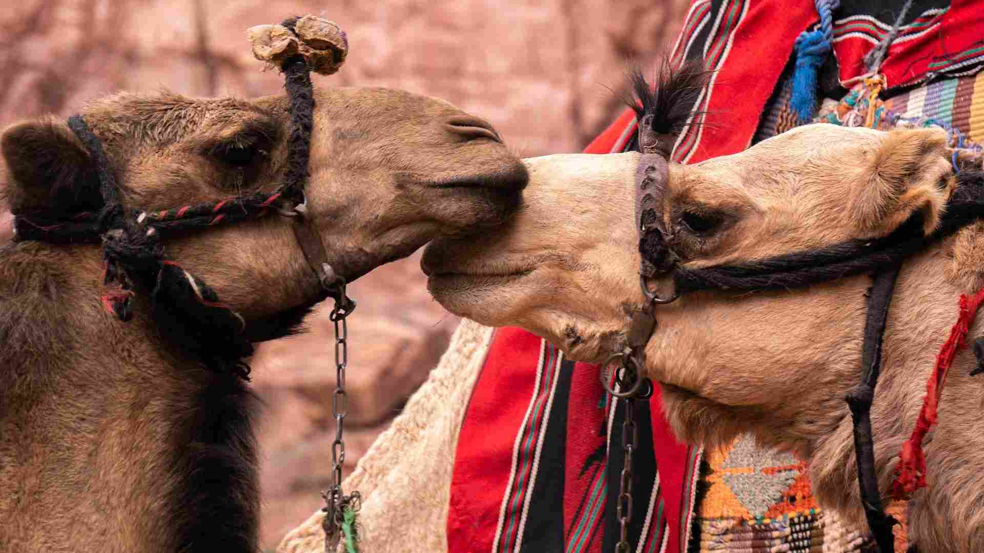 JORDANIE (2)-compressed