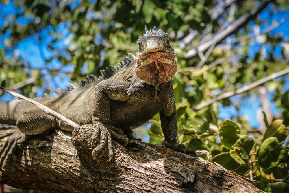 MARTINIQUE (10)