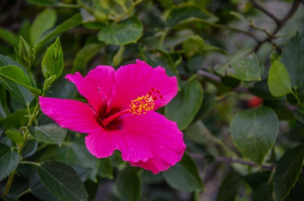 MARTINIQUE (5)