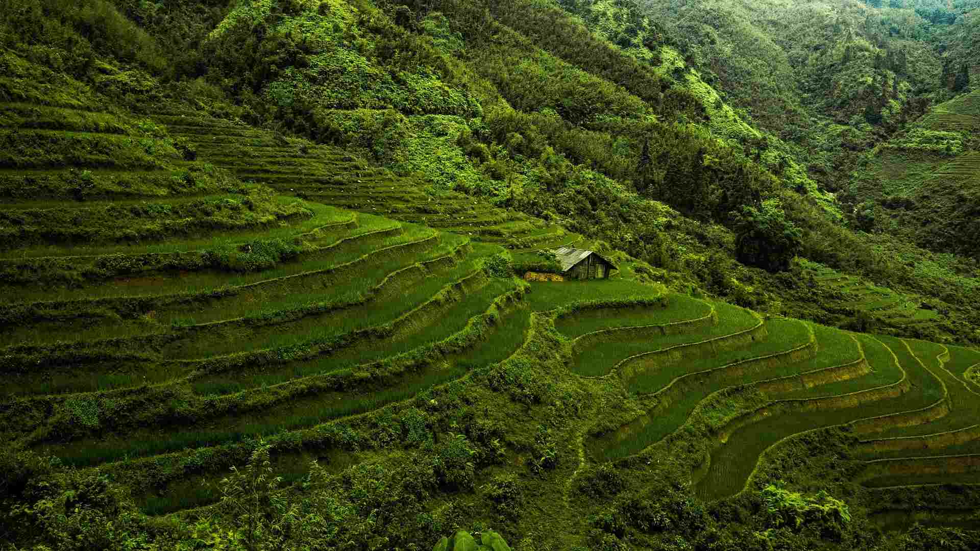 VIETNAM (6)-compressed