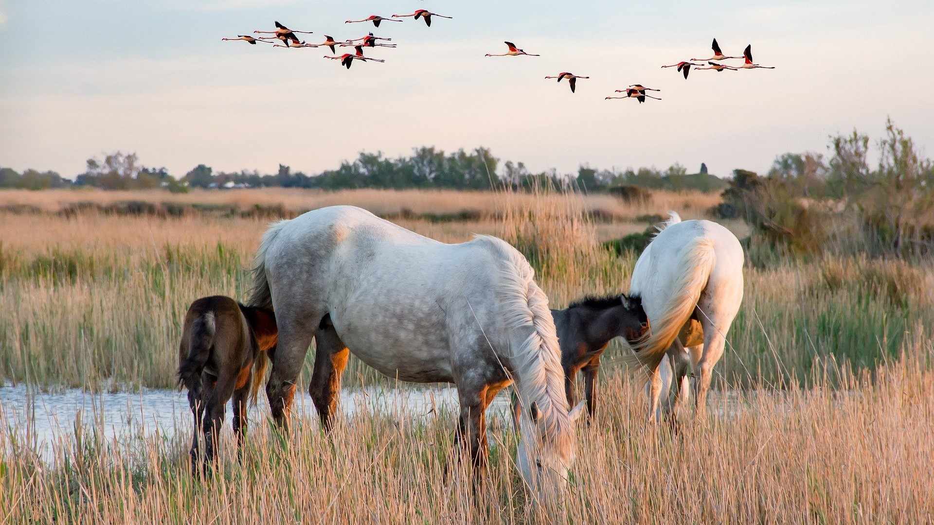 CAMARGUE (2)-compressed