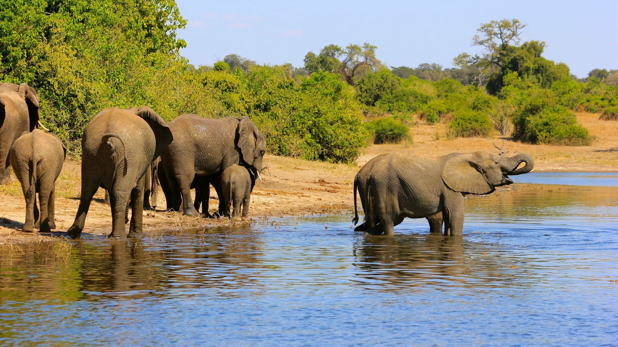 Afrique-du-Sud-Chobe-riviere-elephants©CroisiEurope