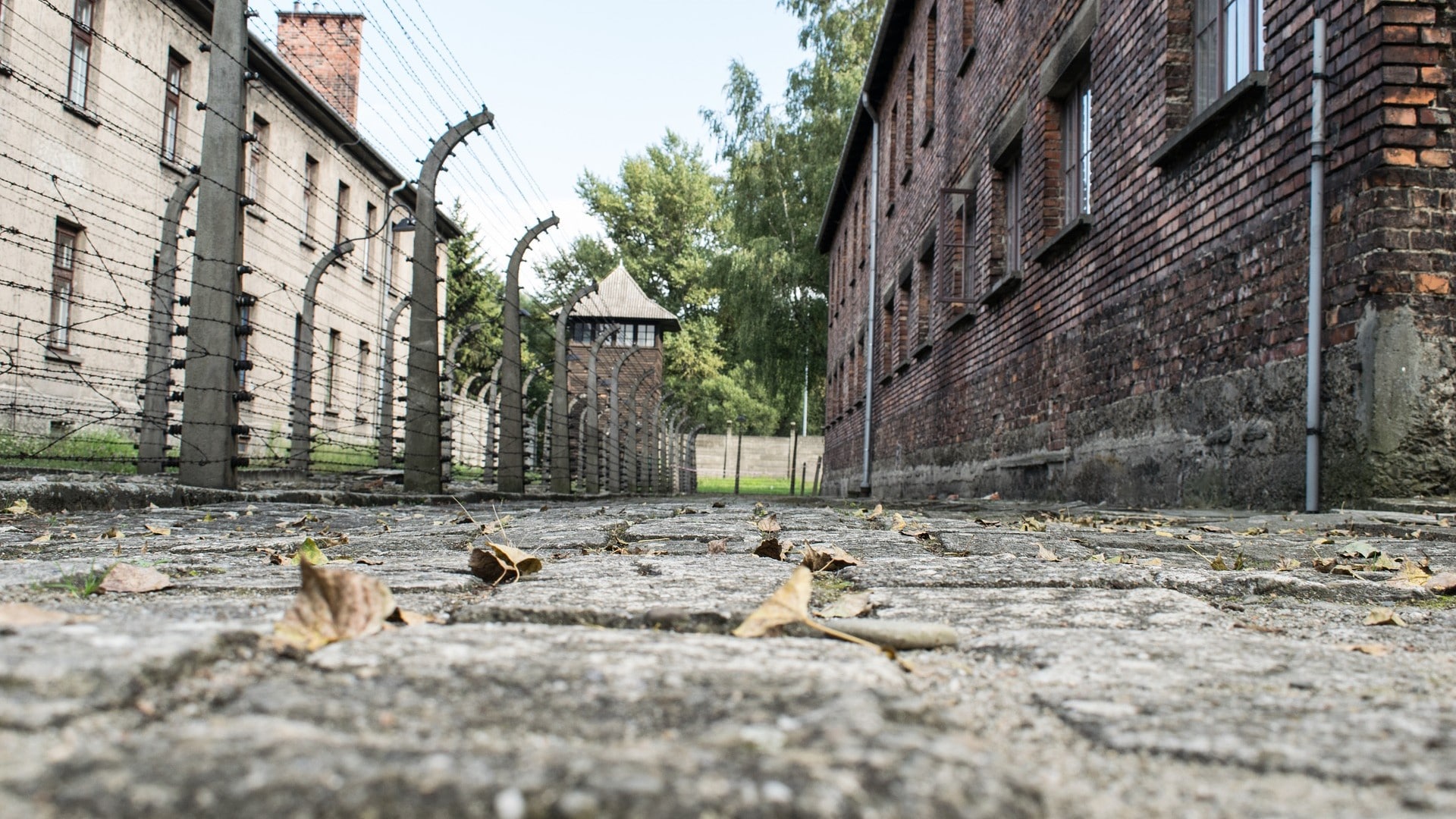 POLOGNE AUSCHWITZ (5B)