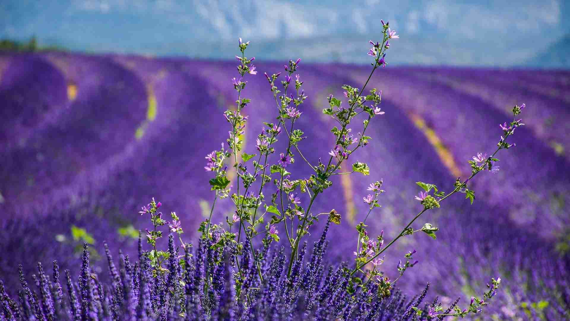 PROVENCE VERDON (1)-compressed