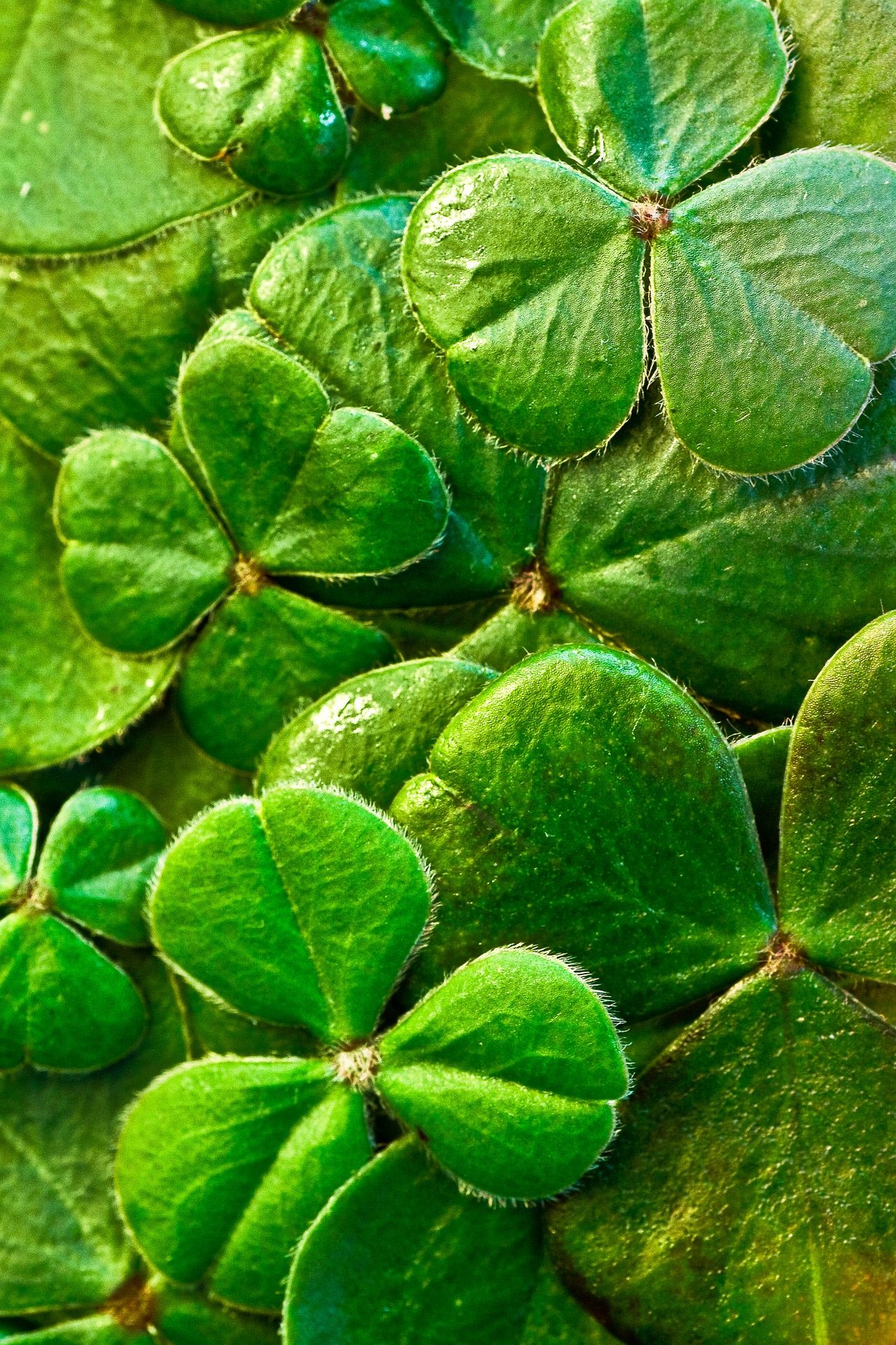 IRLANDE (83)